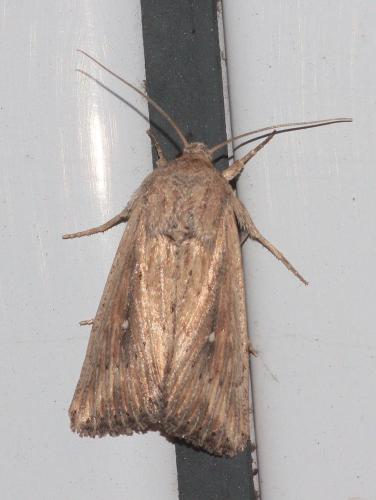 Réf. 293 646 : Leucania punctosa